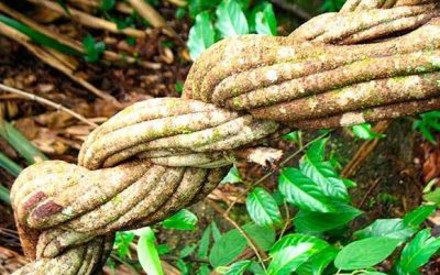 Can Ayahuasca Change your Personality